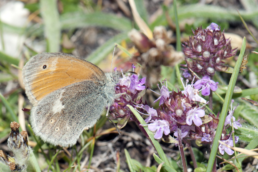 Coenonympha rhodopensis ?